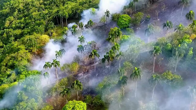 Aerial view palm tree deforestation, smoking Amazon rainforest, a forest fire in a jungle, in Brazil, sunny day, South America - tracking, drone shot