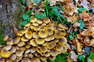 Fototapeta premium Forest mushrooms honey agarics in the forest