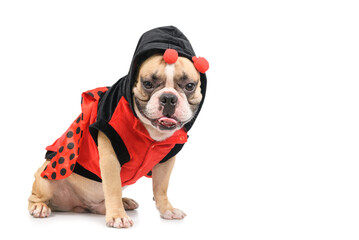 Adorable French Bulldog wearing a cute and funny Ladybug costume isolated