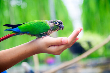 A lovebird is eating dry sunflower seeds in child hand.