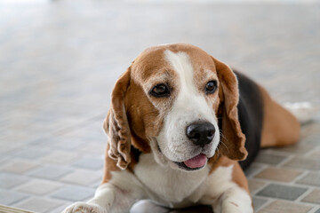 cute purebred beagle dog 