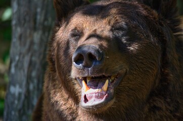The brown bear (Ursus arctos) is a large bear species found across Eurasia and North America. In...