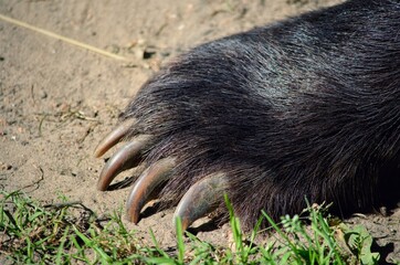 Brown bear's clawed paw