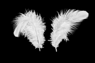 Obraz premium Two white bird feathers isolated on black background