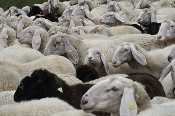 gregge pecore pecora 