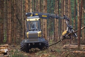 Harvester / Holzvollernter bei der Durchforstung / Rodung von Bäumen in einem von Borkenkäfer und...
