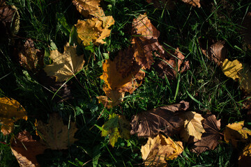 Pattern of yellow autumn leaves on green grass.