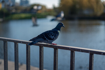 A pigeon sitting on an iron fence near a pond in the park.