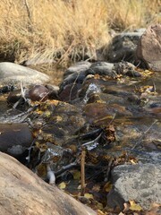 stream in the forest