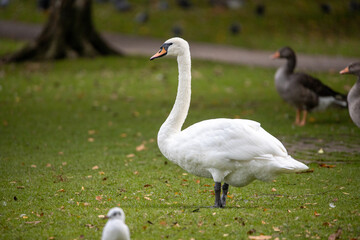 Swan on the grass