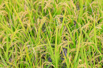 収穫の近い稲穂