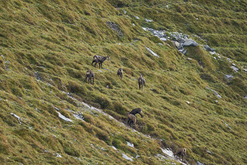 Chamois Rupicapra rupicapra goat antelope switzerland Jura Aargau