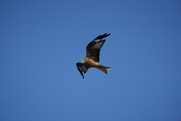 Red kite Portrait Milvus Milvus Fishing Lake