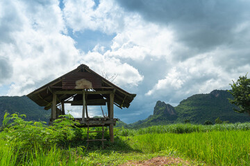 .An old hut in the middle of a rice field with thatched roofs used as a temporary shelter for farmers..