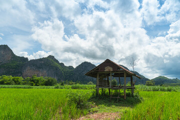 Plakat .An old hut in the middle of a rice field with thatched roofs used as a temporary shelter for farmers..