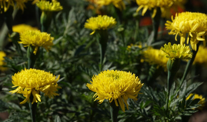 Flowers Marigolds Fantastic