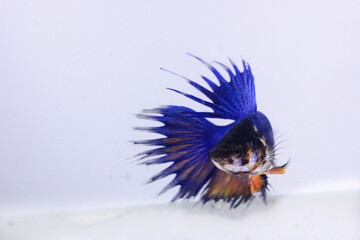 blue crowntail betta fish. The blue betta fish with a yellow combination on its body, with a pointy...