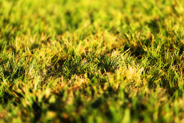 Photo of a close-up of a green grass