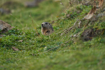 Fototapeta premium Alpine Marmot Marmota Marmota Switzerland Alps Mountains