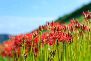 彼岸花（曼珠沙華）