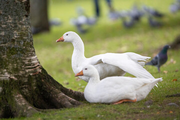 geese in the park