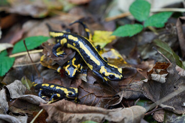  Fire salamander Salamandra salamandra Portrait Amphibian