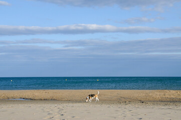 Fototapeta na wymiar Hund am Strand