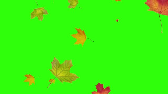 Autumn leaf fall animation on chroma key background. Multi colored maple leaves falling on a green screen. Seamless loop animation