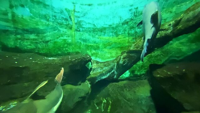 Image of South American fish swimming in an aquarium
