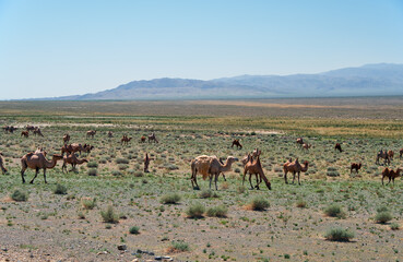 Fototapeta na wymiar Bactrian camels in mongolian stone desert in Mongolia.