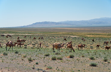 Bactrian camels in mongolian stone desert in Mongolia.