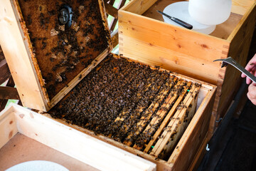 Bienen im Bienenstock