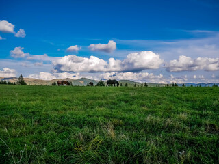 Fototapeta na wymiar Grazing horses at the top of the mountain in the Carpathian mountains, vibrant blue sky with white clouds in the background.
