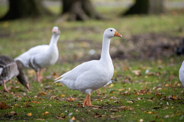 geese on the meadow