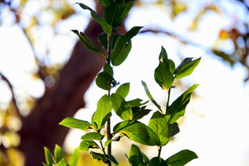 Leaves partially illuminated by the sun, with trunk tree in the background