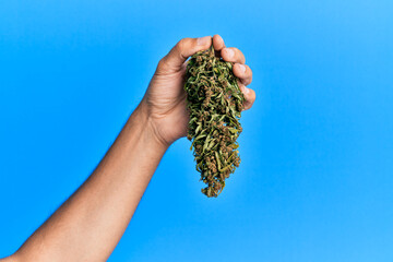 Hand of hispanic man holding marijuana bud cannabis over isolated blue background.