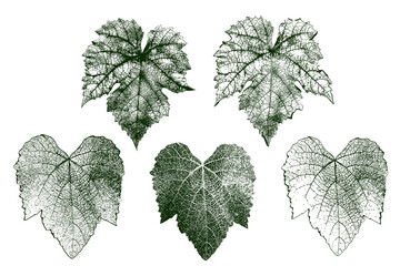 Set of grape leaves with details