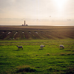 Fields and meadows between Westerhever lighthouse and the dike on the North Sea