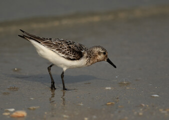 Closeup of a Sanderling feeding at Busaiteen coast, Bahrain
