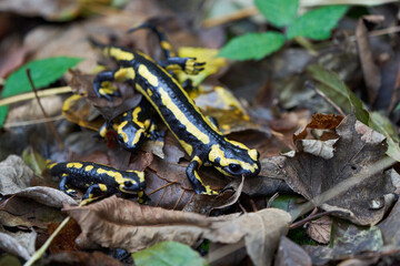  Fire salamander Salamandra salamandra Portrait Amphibian