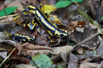  Fire salamander Salamandra salamandra Portrait Amphibian