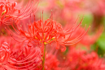 彼岸花（曼珠沙華）