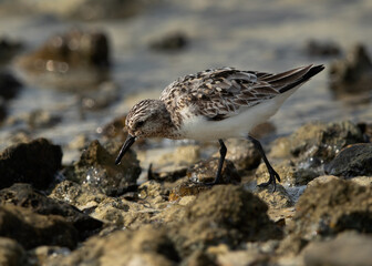 Sanderling feeding at Busaiteen coast, Bahrain