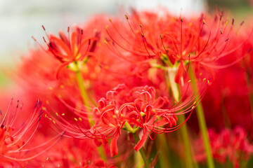 彼岸花（曼珠沙華）