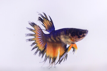 multicolor fancy betta fish. The colorful betta fish is an expensive type because of the difficulty of crossing it to get a very beautiful color combination