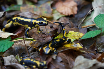  Fire salamander Salamandra salamandra Portrait Amphibian