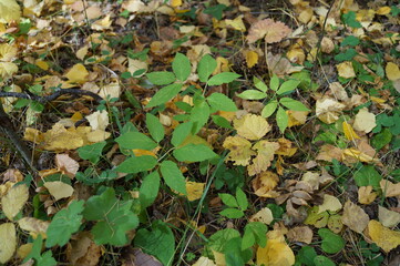 In the forest, green leaves of young trees against the background of yellow fallen birch leaves