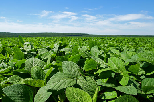 Green soybean field in sunny summer weather, forest and sky on background
