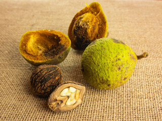 Juglans nigra, black walnut. Composition of nuts, green, whole with shell and opened. Black walnut...