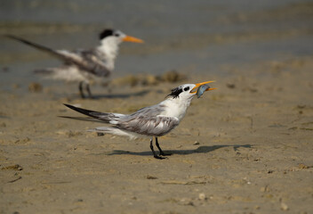 Greater Crested Tern with a fish to offer to his mate